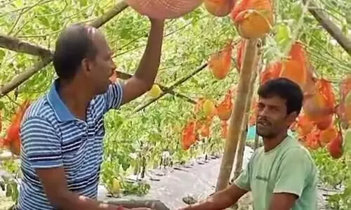 Tripura: Golaghati thrives with yellow watermelon farming