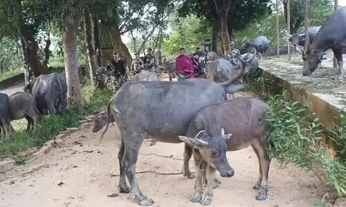 Assam: 23 cattle heads rescued near Indo-Bangla border in Cachar, 1 arrested
