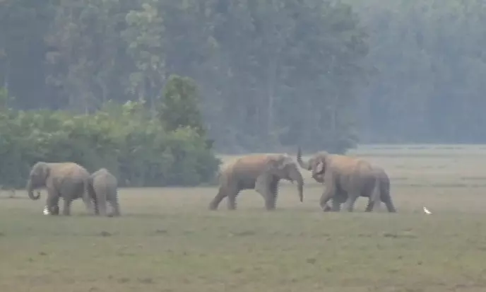 Goalpara: Woman trampled to death by wild elephant Goalpara: Woman trampled to death by wild elephant