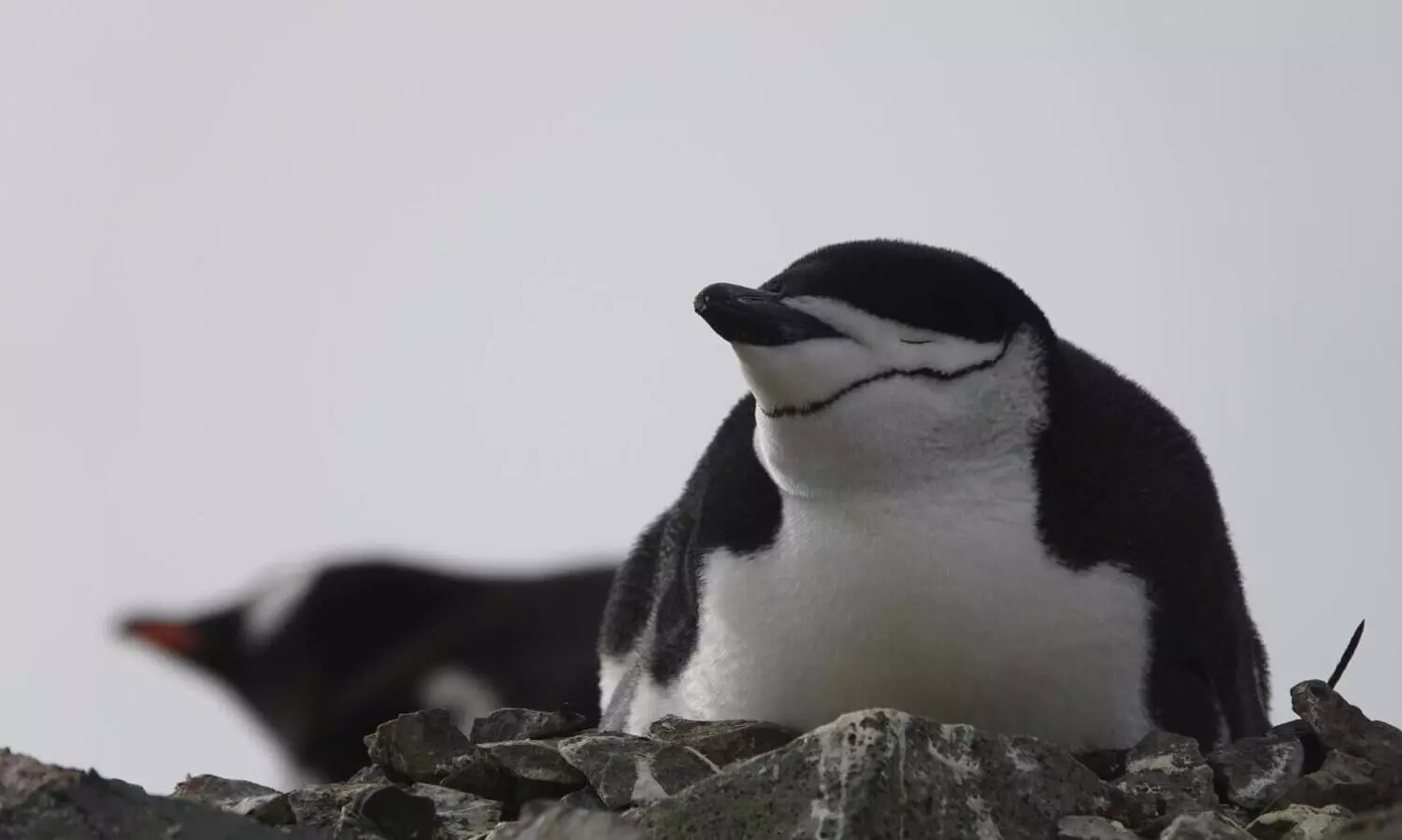 Did you know this bird is a champion power napper?