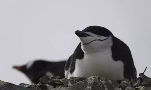 Did you know this bird is a champion power napper?