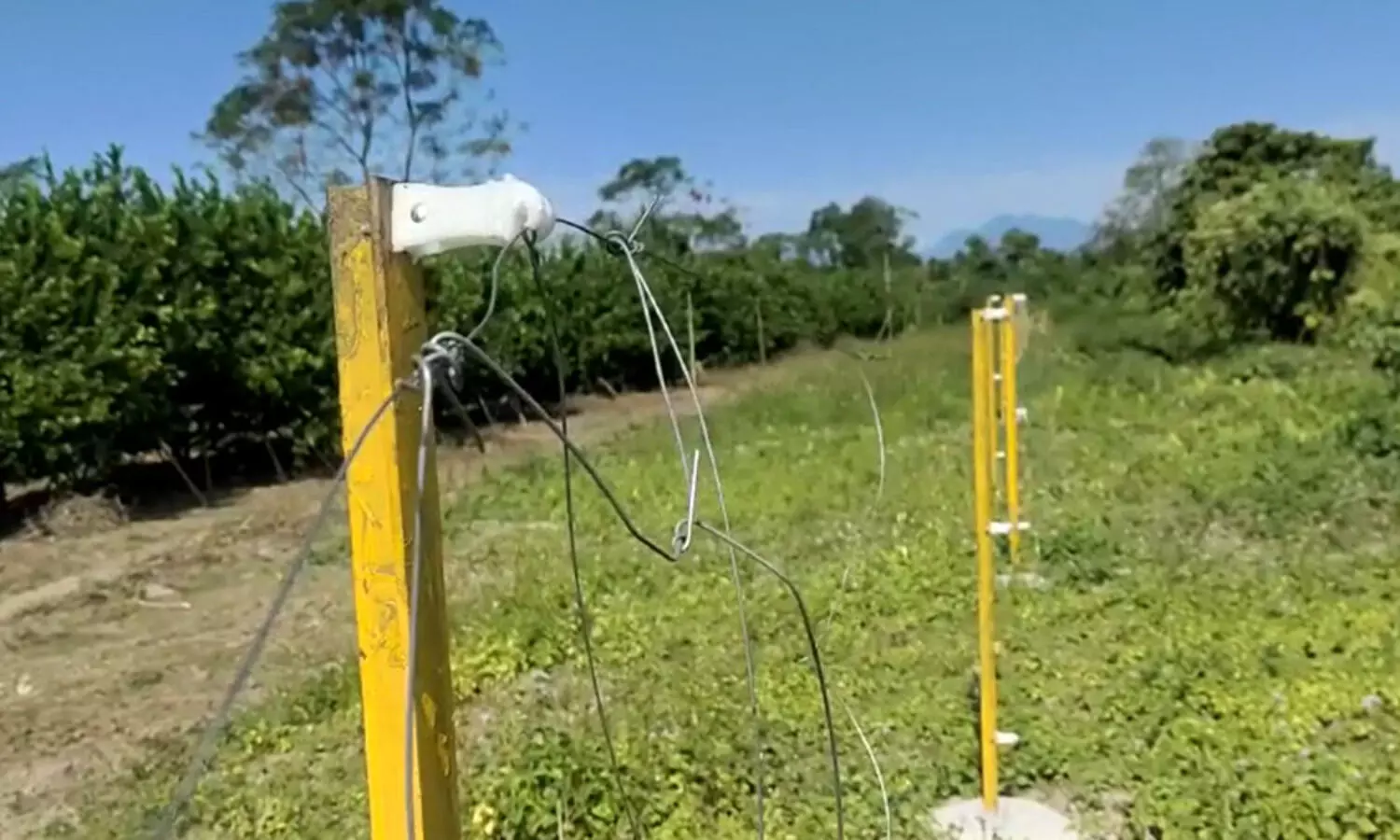 Bijni: Villagers disappointed as poor-quality electric fences fail to curb elephant threat