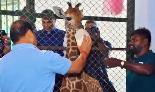 Assam CM christens newly born giraffe ‘Parijat’