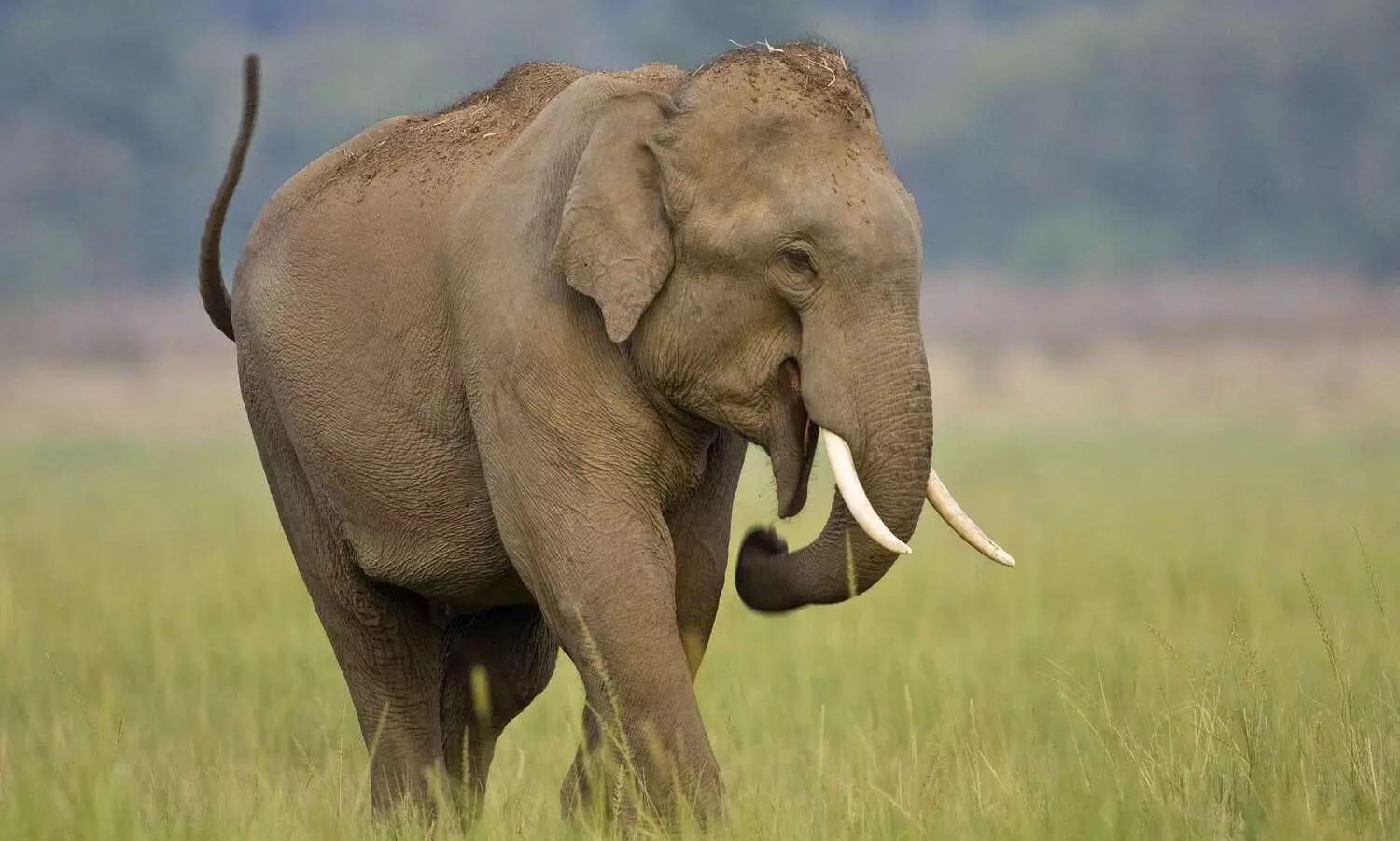 Two from Assam arrested with Asiatic elephant tusks at NJP Railway Station Two from Assam arrested with Asiatic elephant tusks at NJP Railway Station