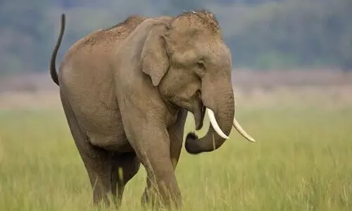 Two from Assam arrested with Asiatic elephant tusks at NJP Railway Station