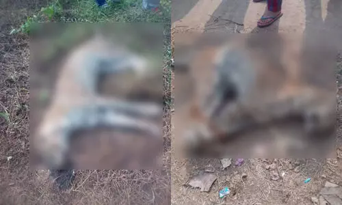 Carcasses of two leopards found in Guwahati’s Ganeshpara