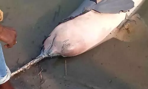 Dhubri: Carcass of River Dolphin found floating with lower jaw severed