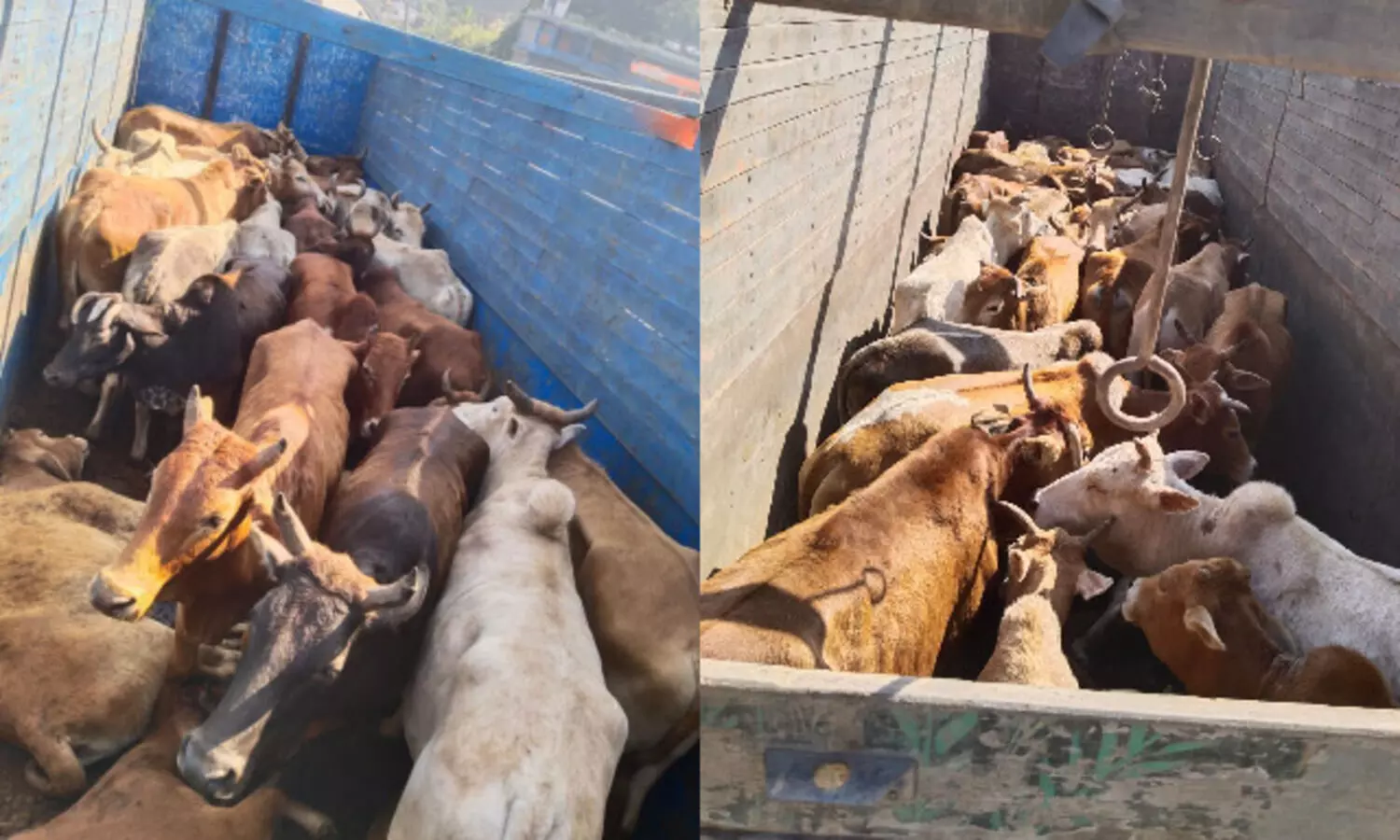 61 cattle heads rescued from two trucks in Jorabat
