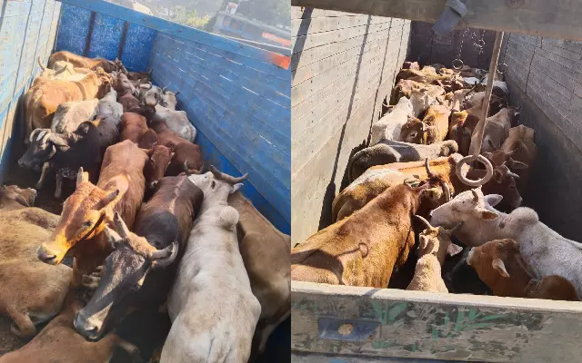 61 cattle heads rescued from two trucks in Jorabat 61 cattle heads rescued from two trucks in Jorabat