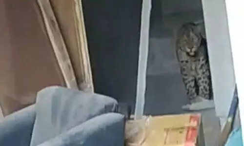 Leopard attack injures youth in Guwahatis Fatashil Ambari area