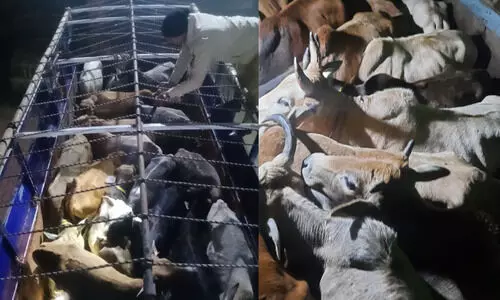 Guwahati: 43 cattle heads rescued during separate operations, 4 arrested