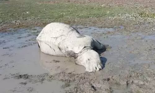 Carcass of female rhino found in Orang National Park, tiger attack suspected