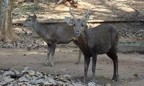 Assam: Four people nabbed for killing hog deer at Kaziranga