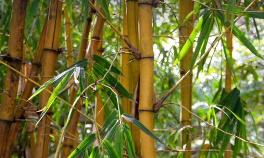 7,000 bamboos donated from Assam for consecration ceremony of Ram ...