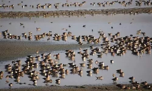 Bird count dips in Assam’s Pobitora sanctuary, two new species spotted