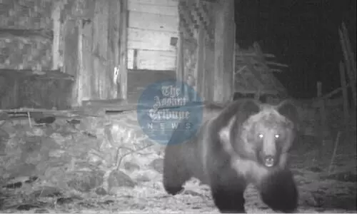 Rare Tibetan brown bear discovered in Sikkim