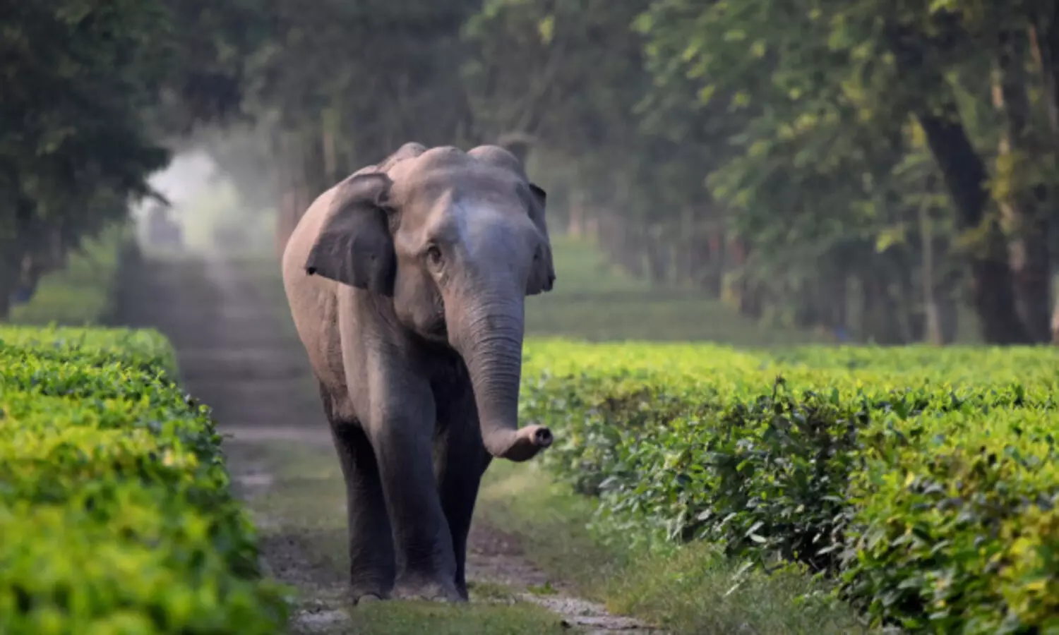 Elephant dies of electrocution in Assam’s Golaghat