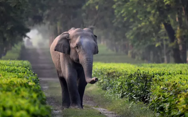 Elephant dies of electrocution in Assam’s Golaghat Elephant dies of electrocution in Assam’s Golaghat