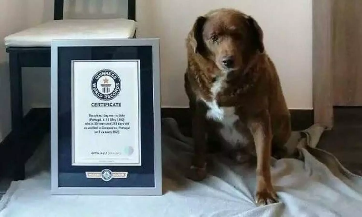 ‘World’s oldest dog’ title under review as authorities investigate its legitimacy