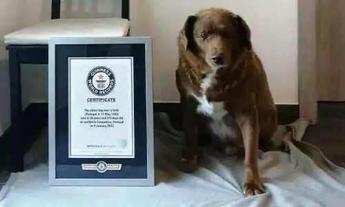 ‘World’s oldest dog’ title under review as authorities investigate its legitimacy