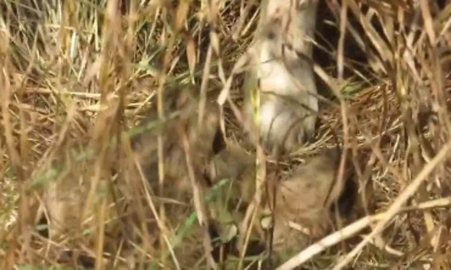Three new cheetah cubs born at Madhya Pradeshs Kuno National Park
