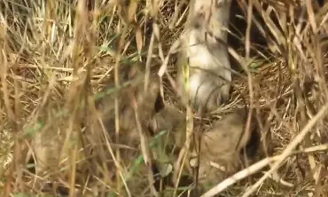Three new cheetah cubs born at Madhya Pradeshs Kuno National Park Three new cheetah cubs born at Madhya Pradeshs Kuno National Park