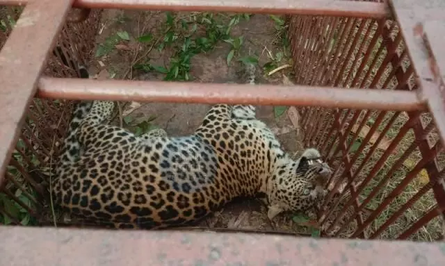 Assam: Leopard caged at Dhekelia village in Jorhat Assam: Leopard caged at Dhekelia village in Jorhat