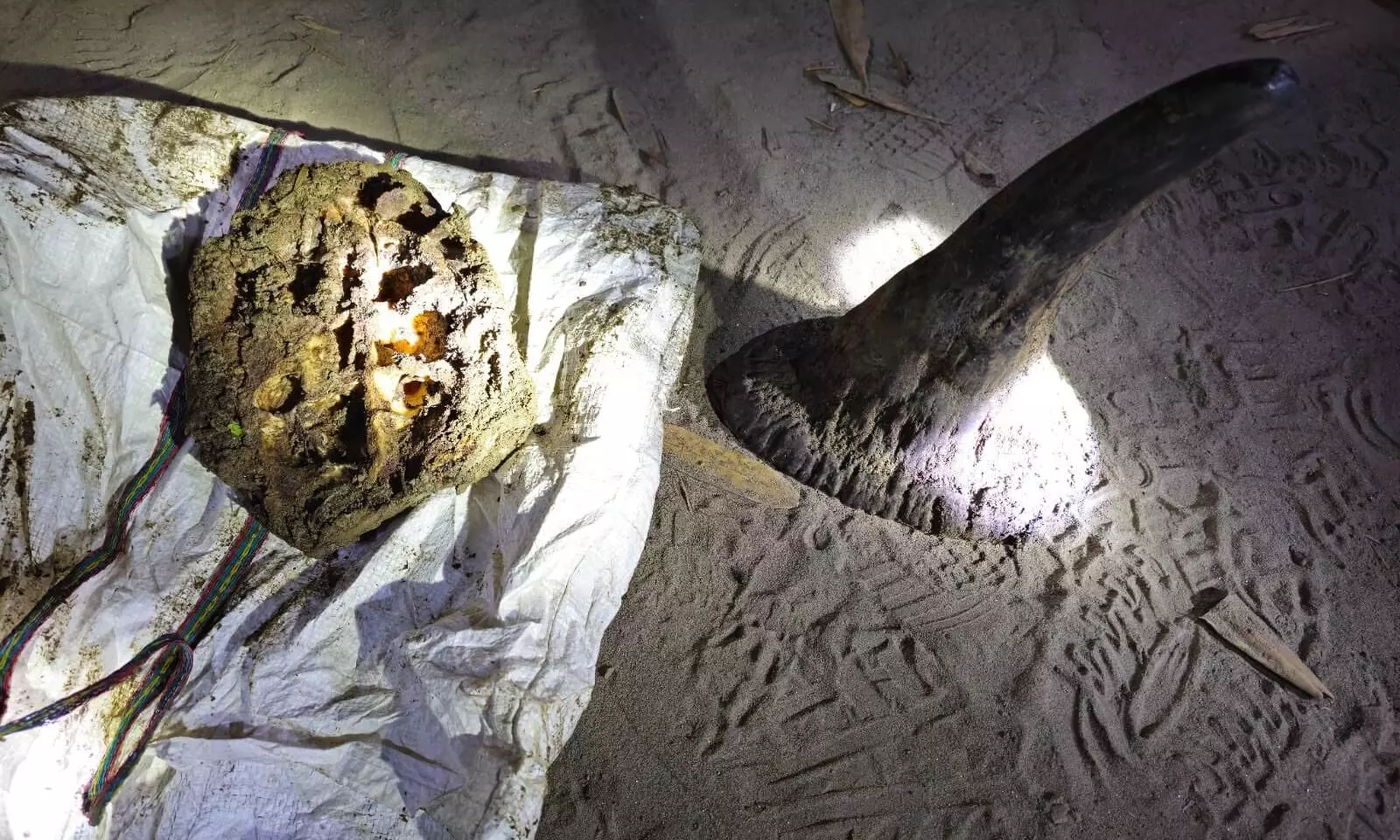 Assam police cracks 2024’s first rhino poaching case; horn recovered Assam police cracks 2024’s first rhino poaching case; horn recovered