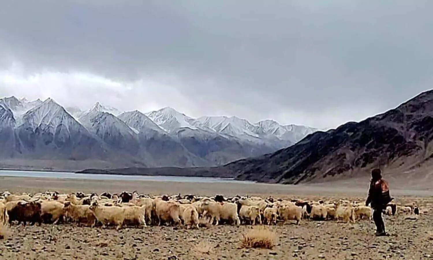 Ladakh shepherds brave standoff with Chinese soldiers goes viral