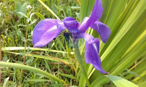 Manipur’s Kombirei flower: A new addition to Indian Flora