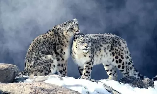 Arunachal and Sikkim home to 57 of Indias 718 snow leopards