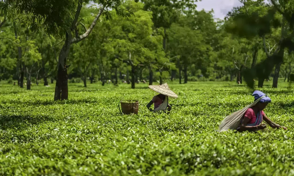 Assam Cabinet nods bill to revitalise tourism industry Assam Cabinet nods bill to revitalise tourism industry