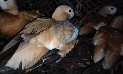 Dhubri police rescue 15 migratory ducks from illegal trade