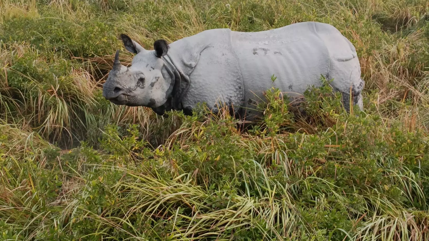 Assam: 2 critically injured in rhino attack at Kaziranga National Park Assam: 2 critically injured in rhino attack at Kaziranga National Park