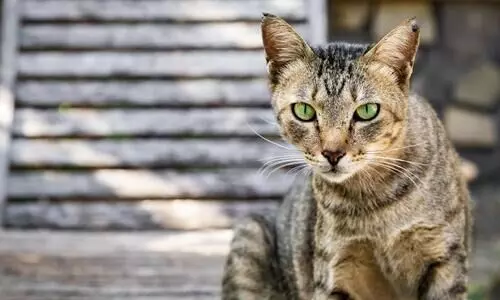 Assam man caught consuming raw cat meat in Kerala; admitted to mental hospital