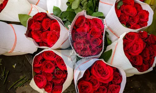 Nepal importing over 3 lakh roses from India for Valentines Day