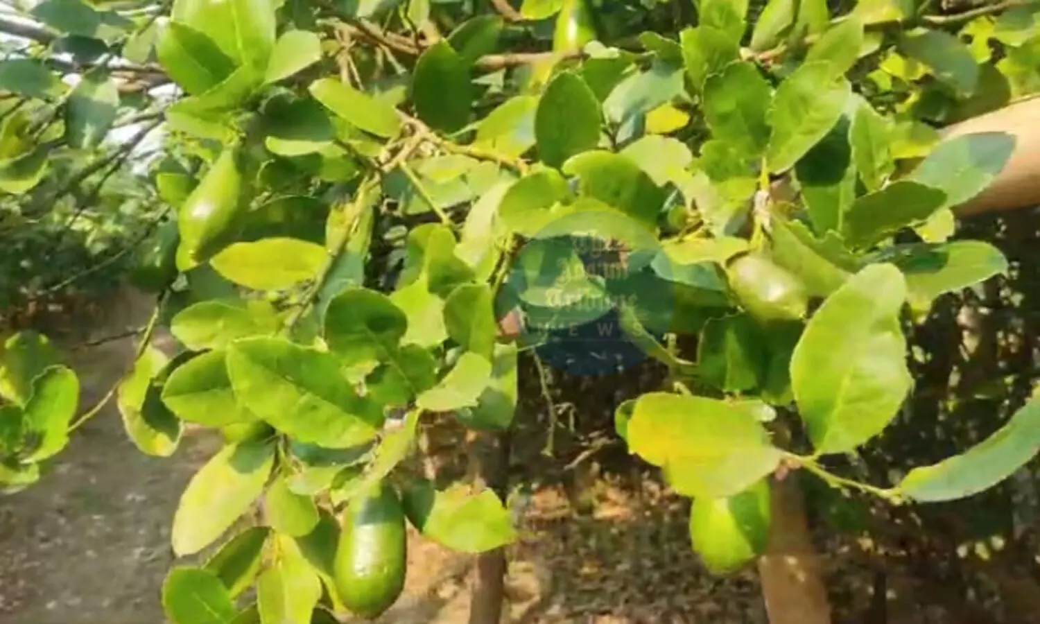 Baksa farmers seek proper market to sell Kaji nemu at fair prices