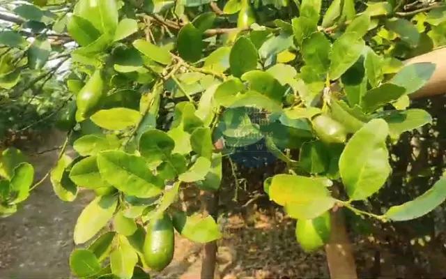 Baksa farmers seek proper market to sell Kaji nemu at fair prices Baksa farmers seek proper market to sell Kaji nemu at fair prices