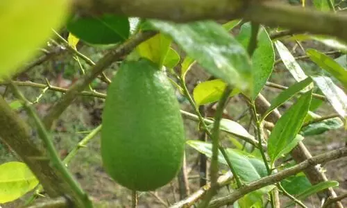 Assam’s Kaji Nemu and Urohi among 27 agri produce go global in 2023-24