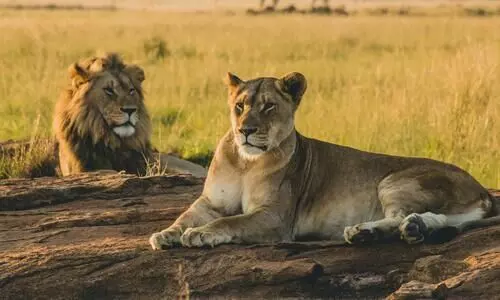 Tripura govt suspends IFS officer after row over naming lion, lioness ‘Akbar’ and ‘Sita’