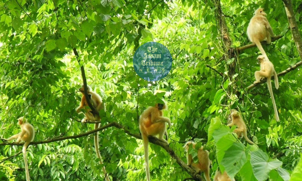 Golden Langur Population Soars: 7396 Individuals Thrive In Forests Of India