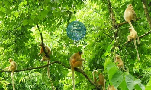 Golden Langur Population Soars: 7396 individuals thrive in forests of India