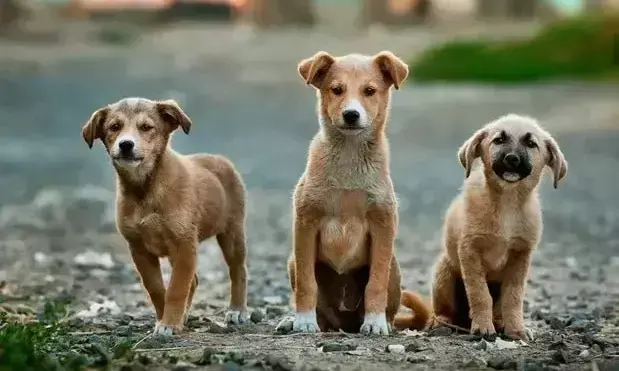 Tragic incident unfolds as man takes life of puppy in Assams Sonitpur; FIR filed Tragic incident unfolds as man takes life of puppy in Assams Sonitpur; FIR filed