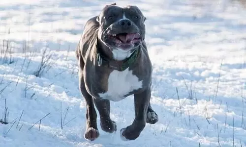 Government implements ban on 23 ferocious dog breeds following rise in attacks