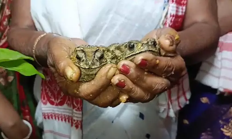Biswanath: Drought-stricken villagers turn to traditional Frog Wedding in hope for rain Biswanath: Drought-stricken villagers turn to traditional Frog Wedding in hope for rain
