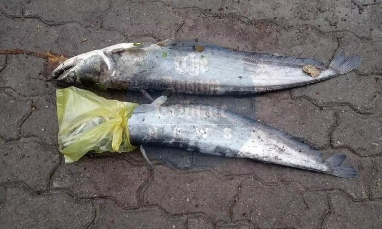 Assam: Contaminated rivulet endangers aquatic life in Pathsala