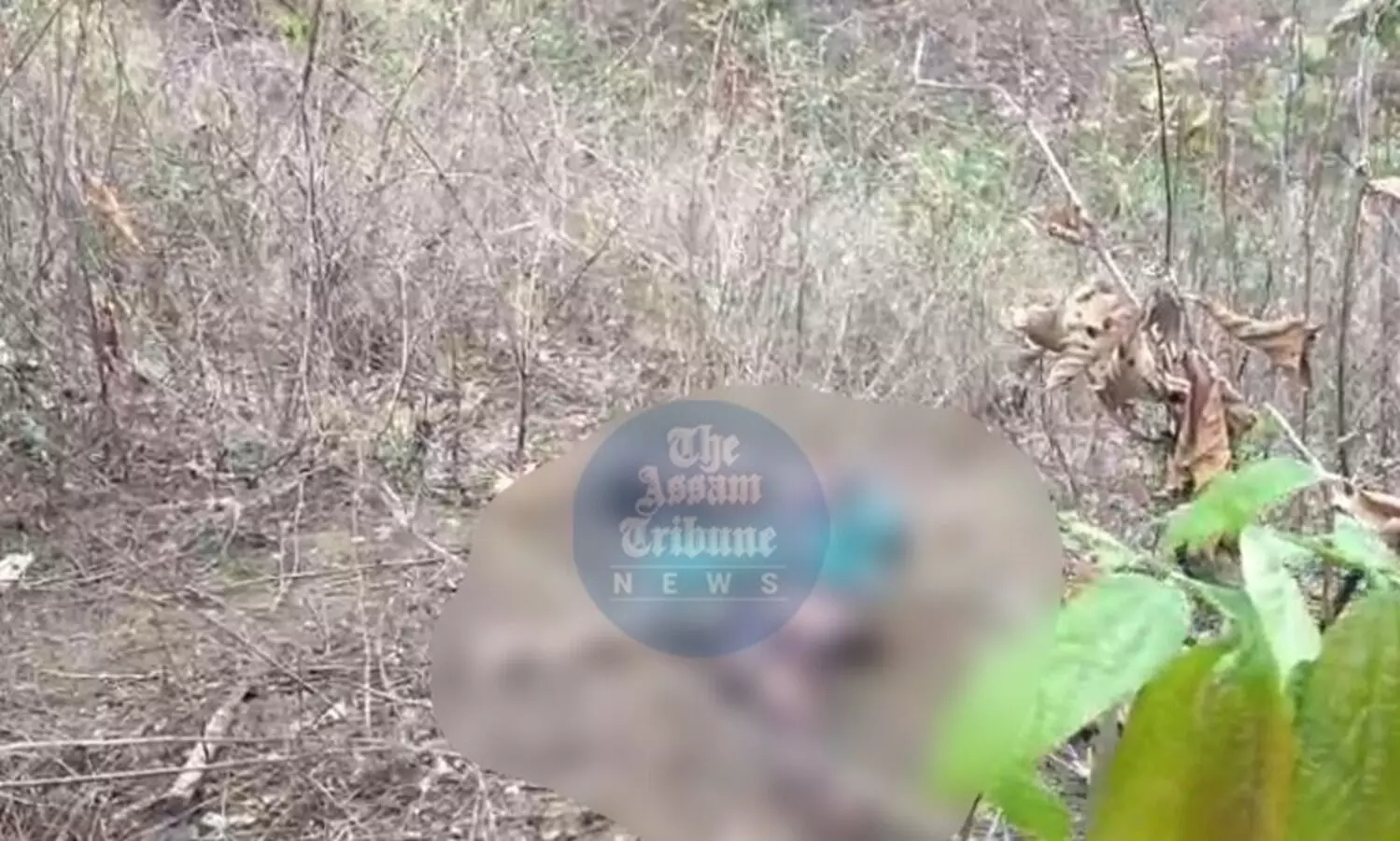 Woman trampled to death by wild elephant in Goalpara