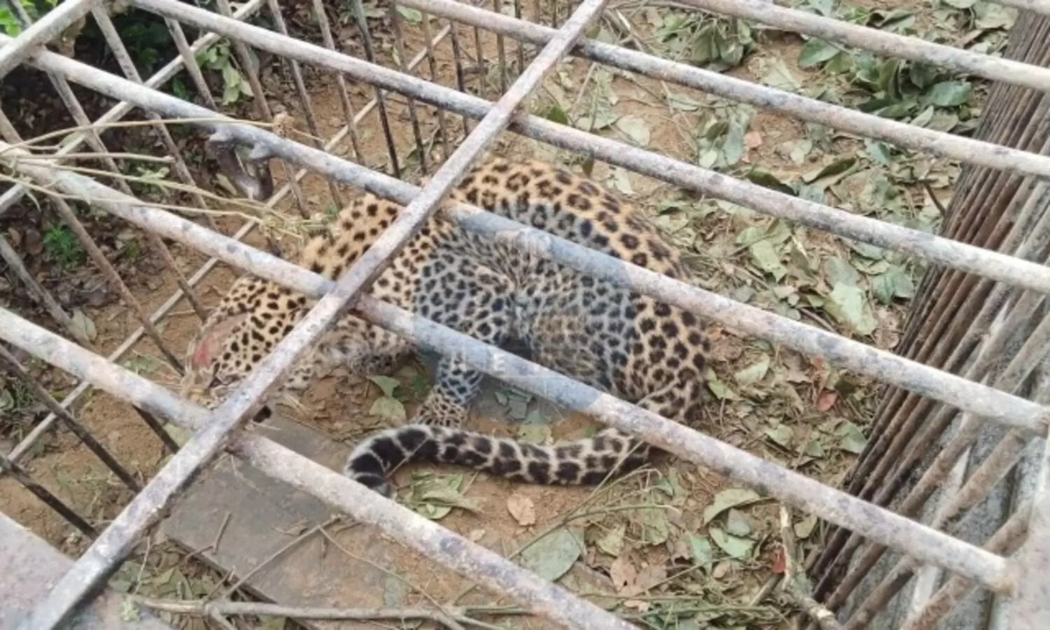Assam: Leopard creating terror in Mariani, caged