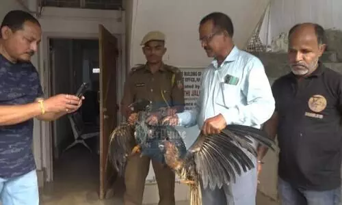 Assam: 52 exotic birds and animals rescued in Hailkandi, two held