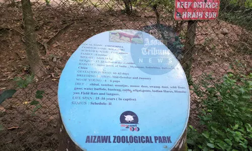 Bear escapes from Aizawl Zoological Park enclosure; search still on